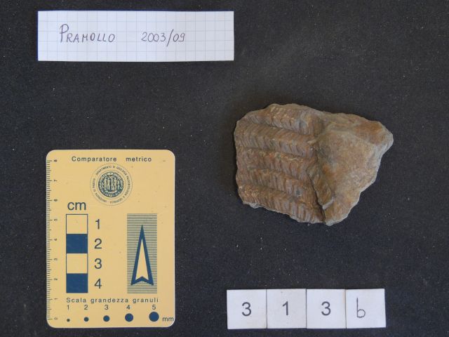 fossile (pteridofite marattiaceae, esemplare)