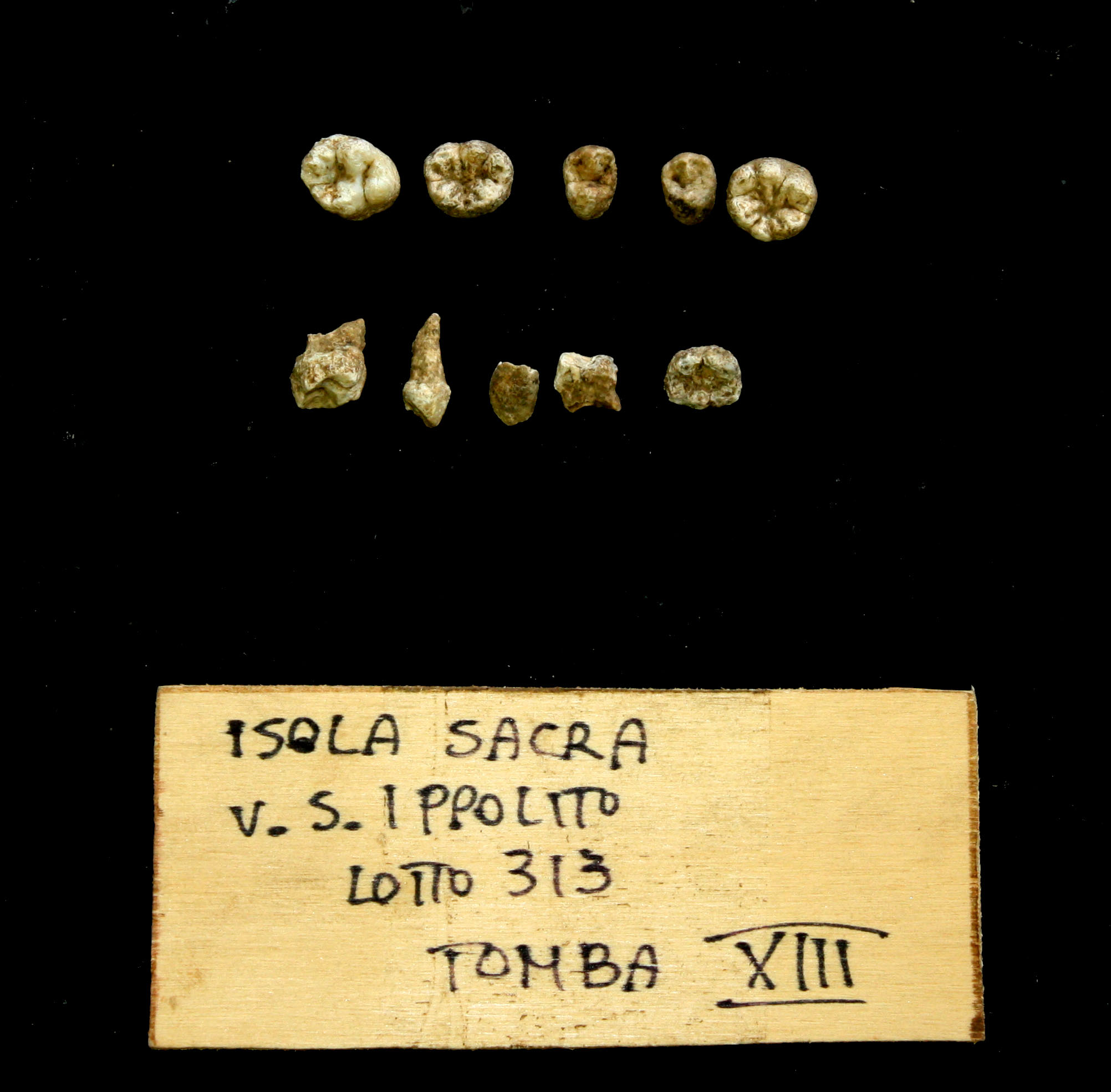 reperti antropologici pertinenti a un unico individuo, reperto osteo-dentario (morfologia naturale, inumato) (PERIODIZZAZIONI/ STORIA/ Età antica/ Età tardoantica)