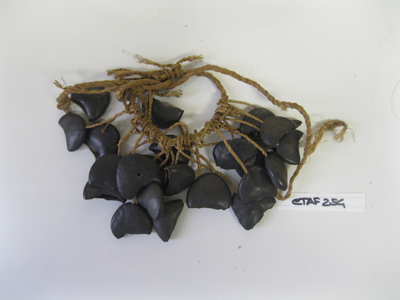 cinturino di frutti secchi, accessorio/ abbigliamento magico - rituale (sec. XIX - XX)