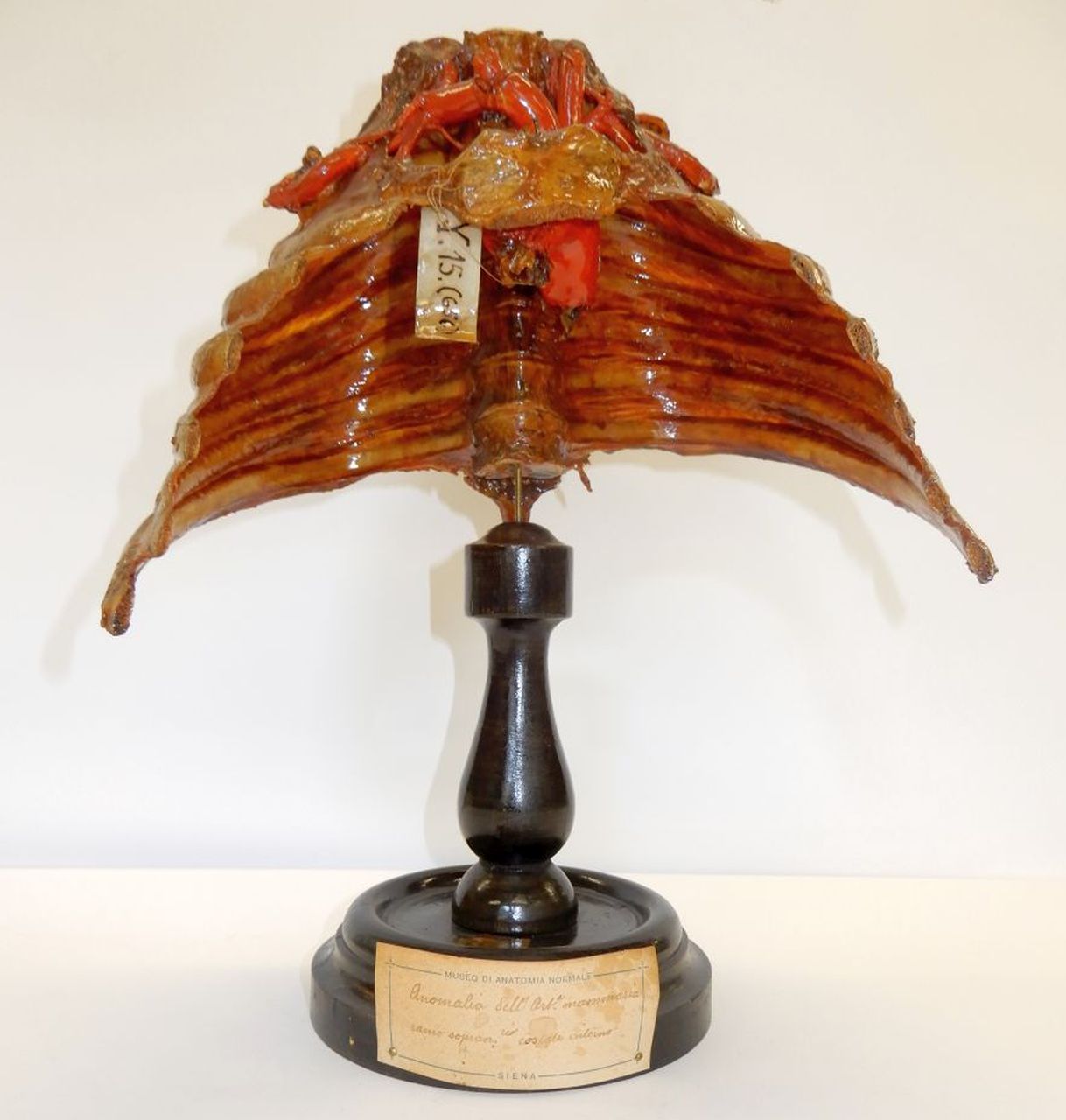 singolo reperto antropologico, preparato anatomico (apparato circolatorio), arteria mammaria (morfologia/ struttura alterata post mortem per intervento antropico, trattato e colorato) (XIX)