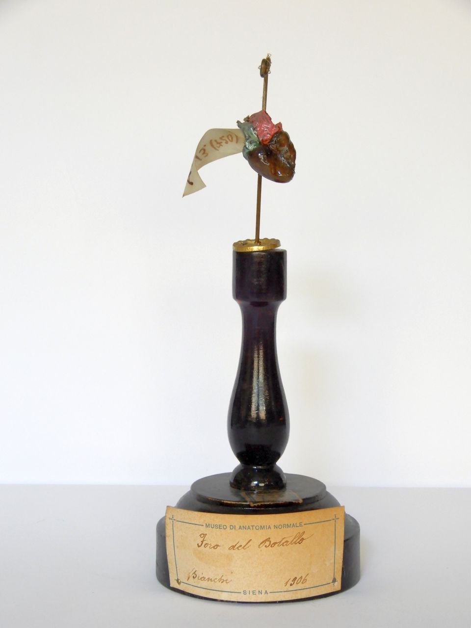 singolo reperto antropologico, preparato anatomico (apparato circolatorio), cuore di feto (morfologia/ struttura alterata post mortem per intervento antropico, trattato e colorato) (XX)