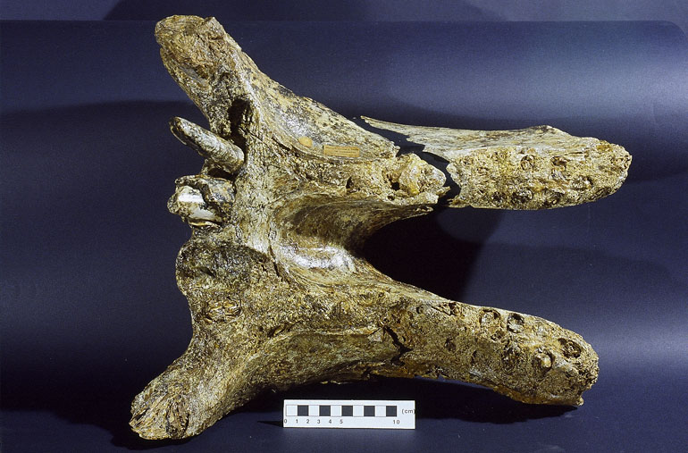 fossile (mandibola, esemplare)