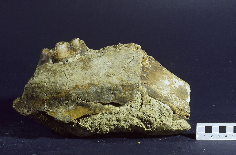 fossile (MANDIBOLA frammento, esemplare)