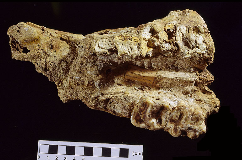 fossile (FRAMMENTO DI PALATO CON MOLARI, esemplare)