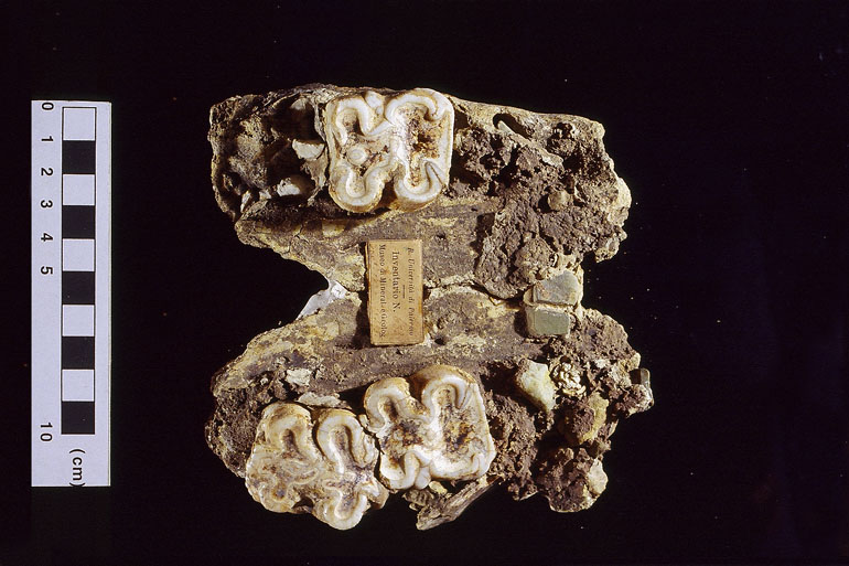 fossile (IPPOPOTAMO, esemplare)