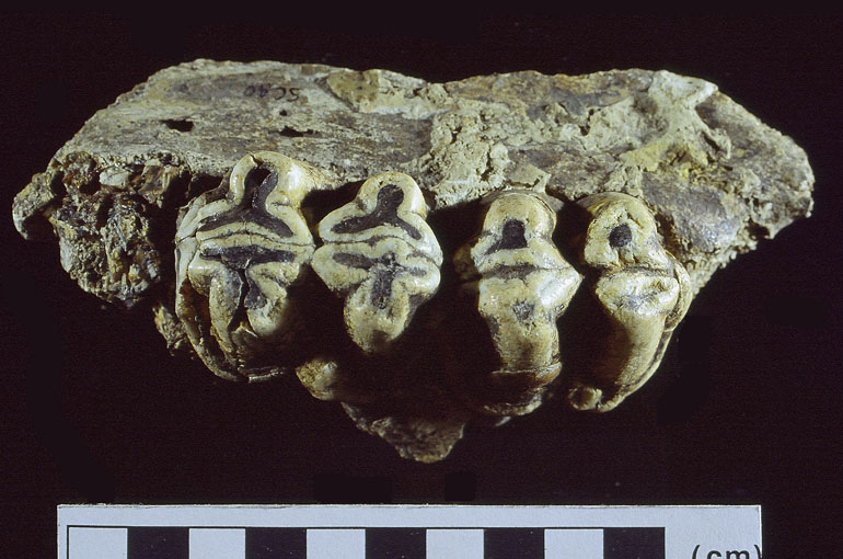 fossile (FRAMMENTO DI MASCELLARE, esemplare)