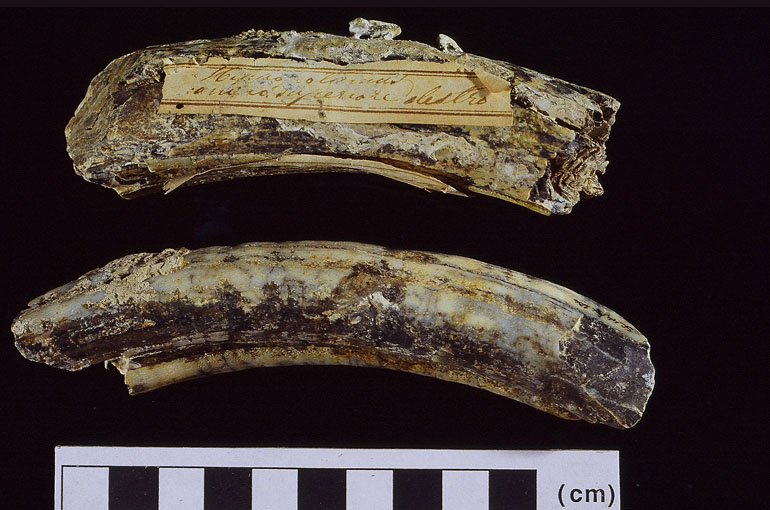 fossile (Ippopotamo, esemplare)