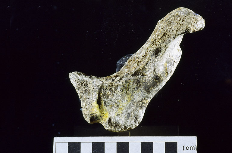 fossile (Ippopotamo, esemplare)