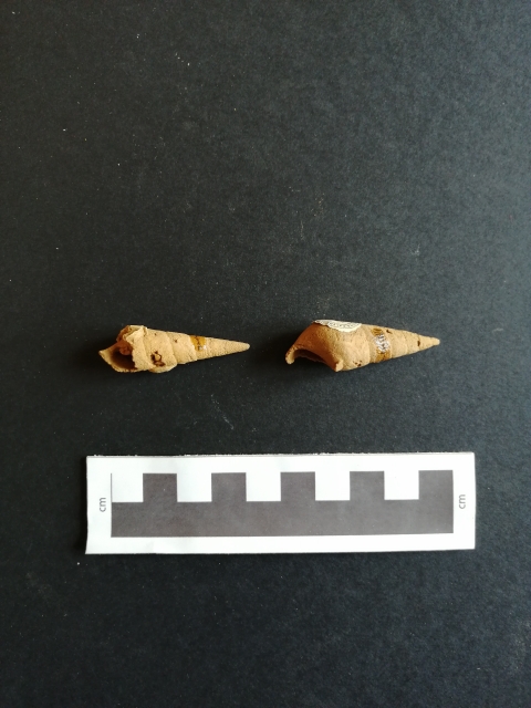 fossile (Gastropoda, Pseudomelania heddingtonensis, esemplare)