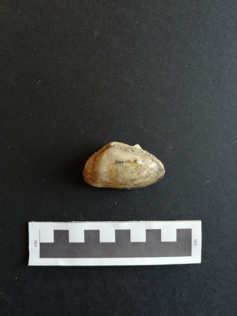 fossile (invertebrato, Panopea, esemplare)