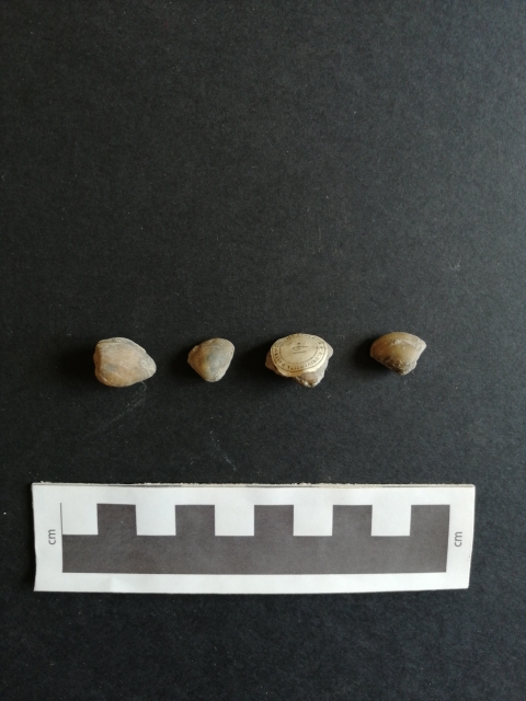 fossile (Bivalvia, Nucula cfr. hammeri, esemplare)