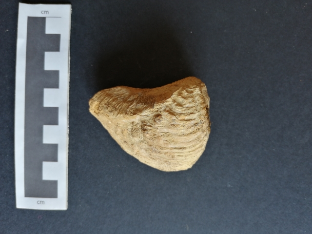 fossile (Bivalvia, Trigonia cfr. clavellata, esemplare)