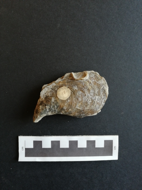 fossile (Bivalvia, Perna mytiloides, esemplare)