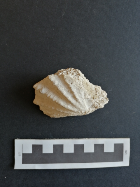 fossile (Bivalvia, Chlamys sp. ind, esemplare)