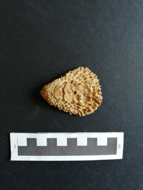 fossile (Bivalvia, Plicatula tubifera, esemplare)