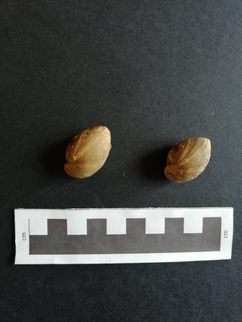 fossile (Brachiopoda, Terebratula umbonella, esemplare)