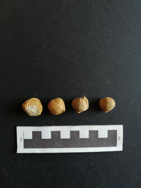 fossile (Brachiopoda, Rhynchonella spathica, esemplare)