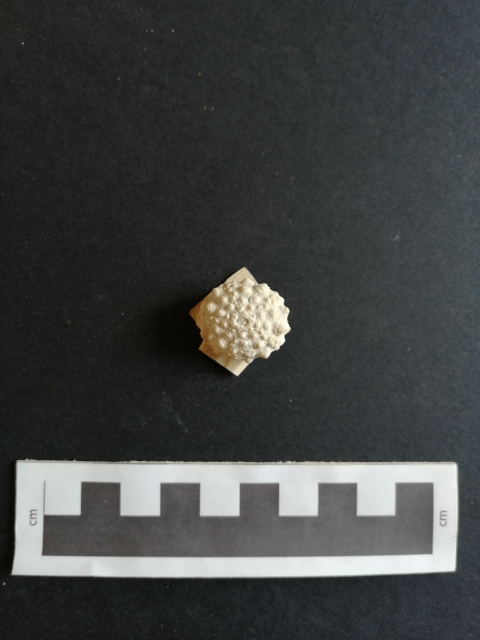 fossile (Echinoidea, Acrocidaris, esemplare)