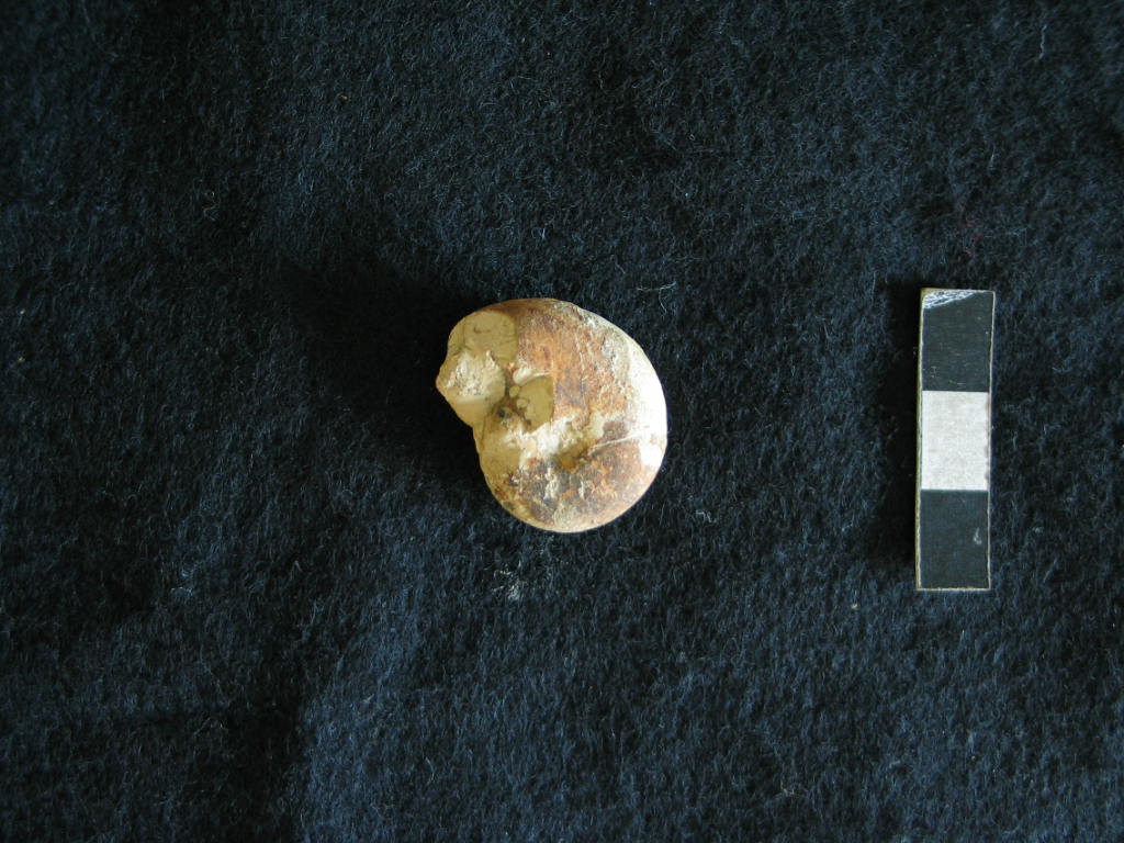 fossile (Ammonoidea, Haploceras staszycii, esemplare)