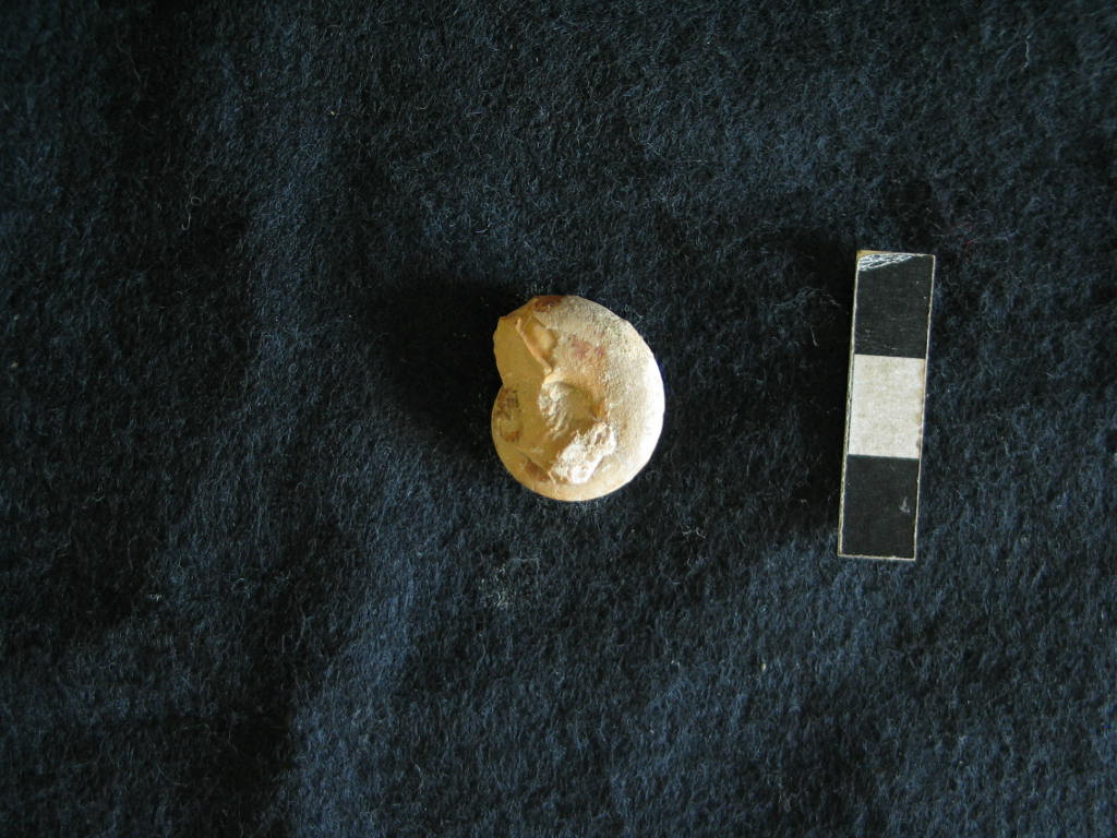 fossile (Ammonoidea, Haploceras staszycii, esemplare)