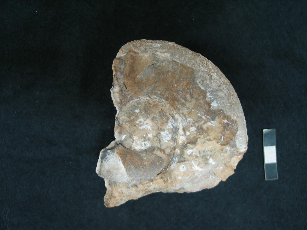 fossile (Ammonoidea, Lytoceras polyanchomenum, esemplare)