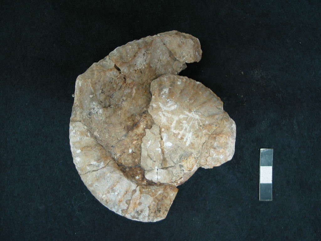 fossile (Ammonoidea, Grossouvria recuperoi, esemplare)