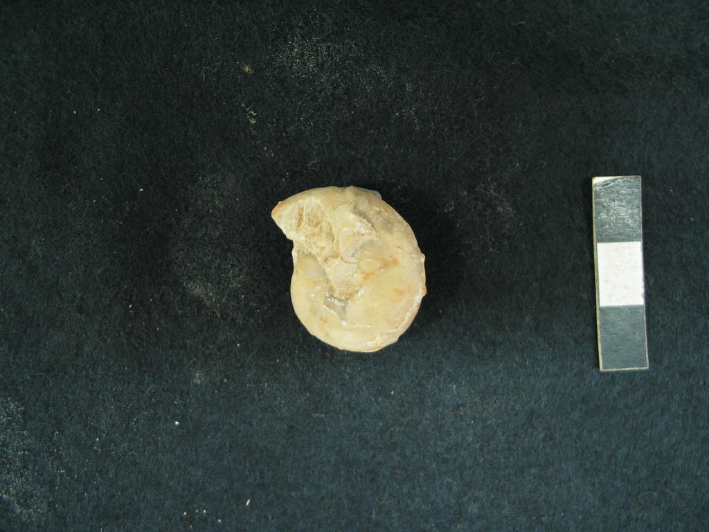 fossile (Ammonoidea, Sowerbiceras tortisulcatus, esemplare)