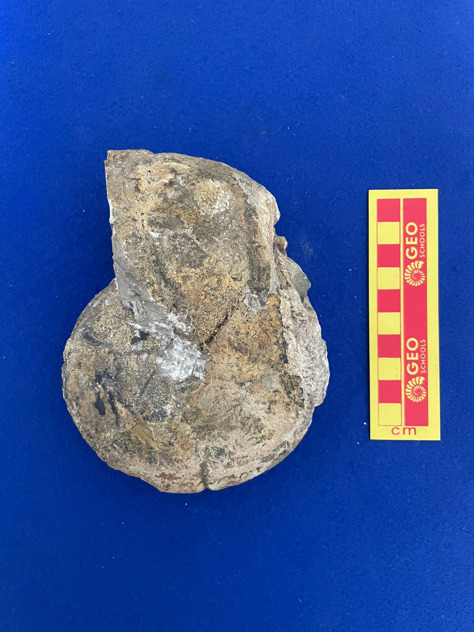 fossile (Ammonoidea, Holcophylloceras zingnodianum, esemplare)