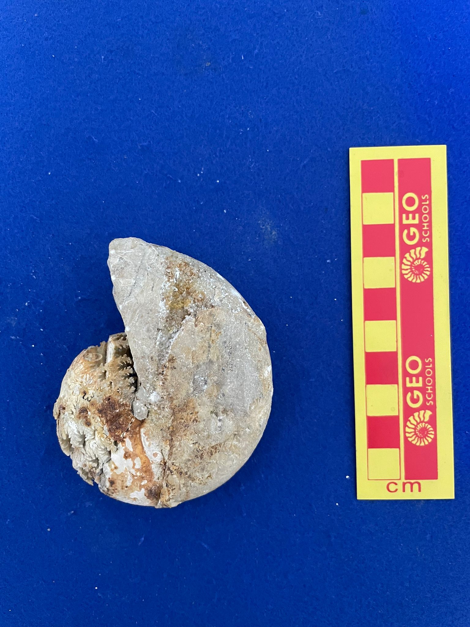 fossile (Ammonitida, Calliphyllocera disputabile, esemplare)