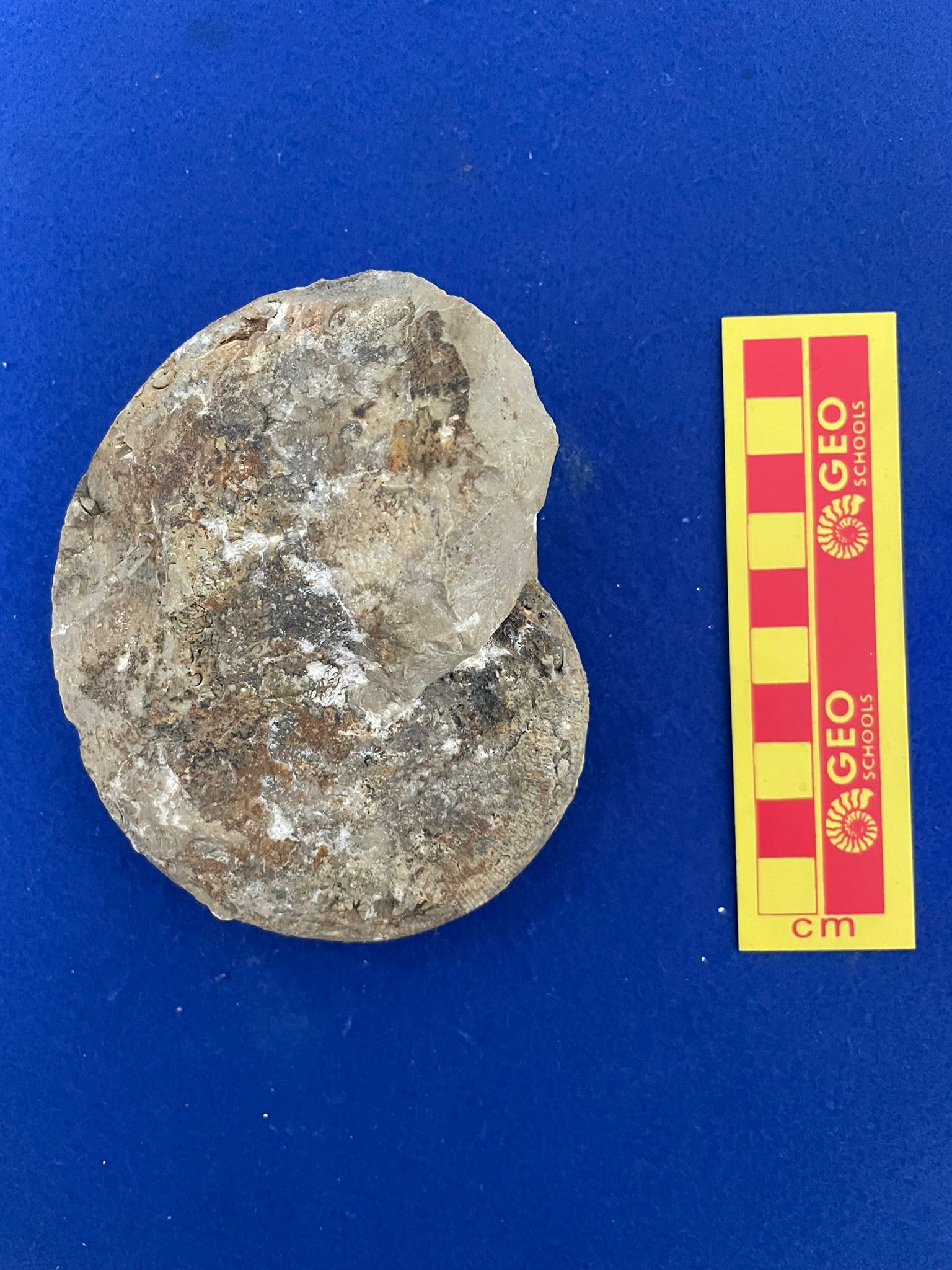 fossile (Ammonoidea, Phylloceras kudernatschi, esemplare)