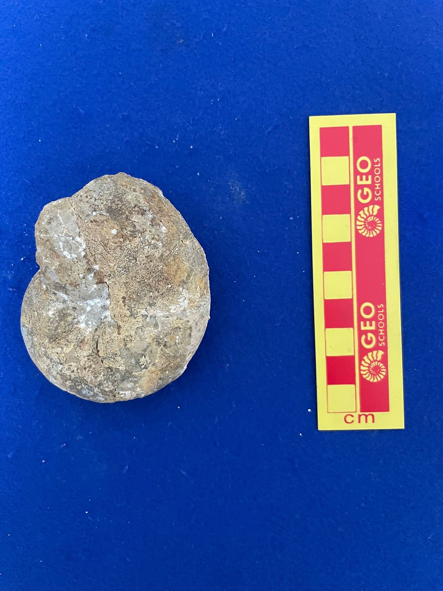 fossile (Ammonoidea, Ptychophylloceras sp, esemplare)