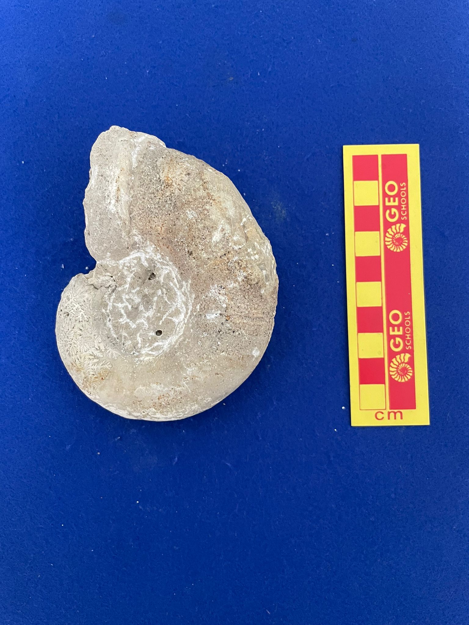 fossile (Ammonoide, Lytoceras eudesianum, esemplare)