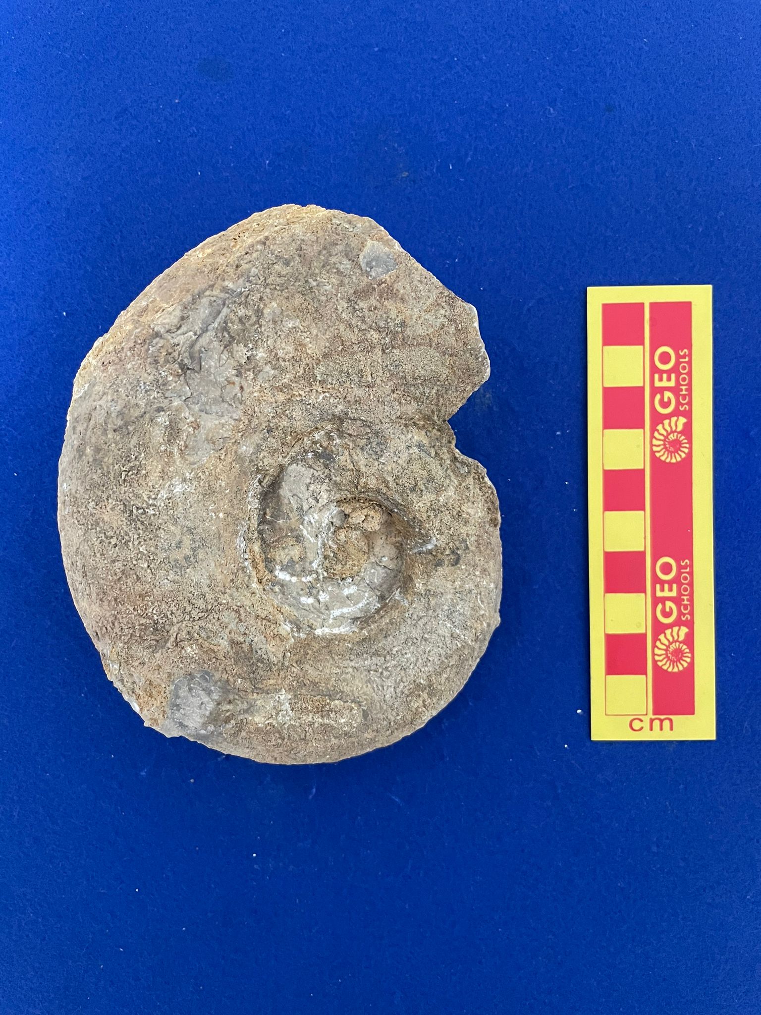 fossile (Ammonoidea, Lytoceras eudesianum, esemplare)