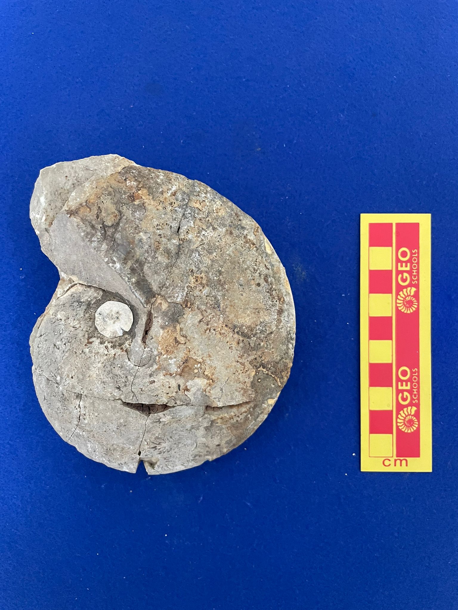 fossile (Ammonoidea, Oxycerites neumayri, esemplare)