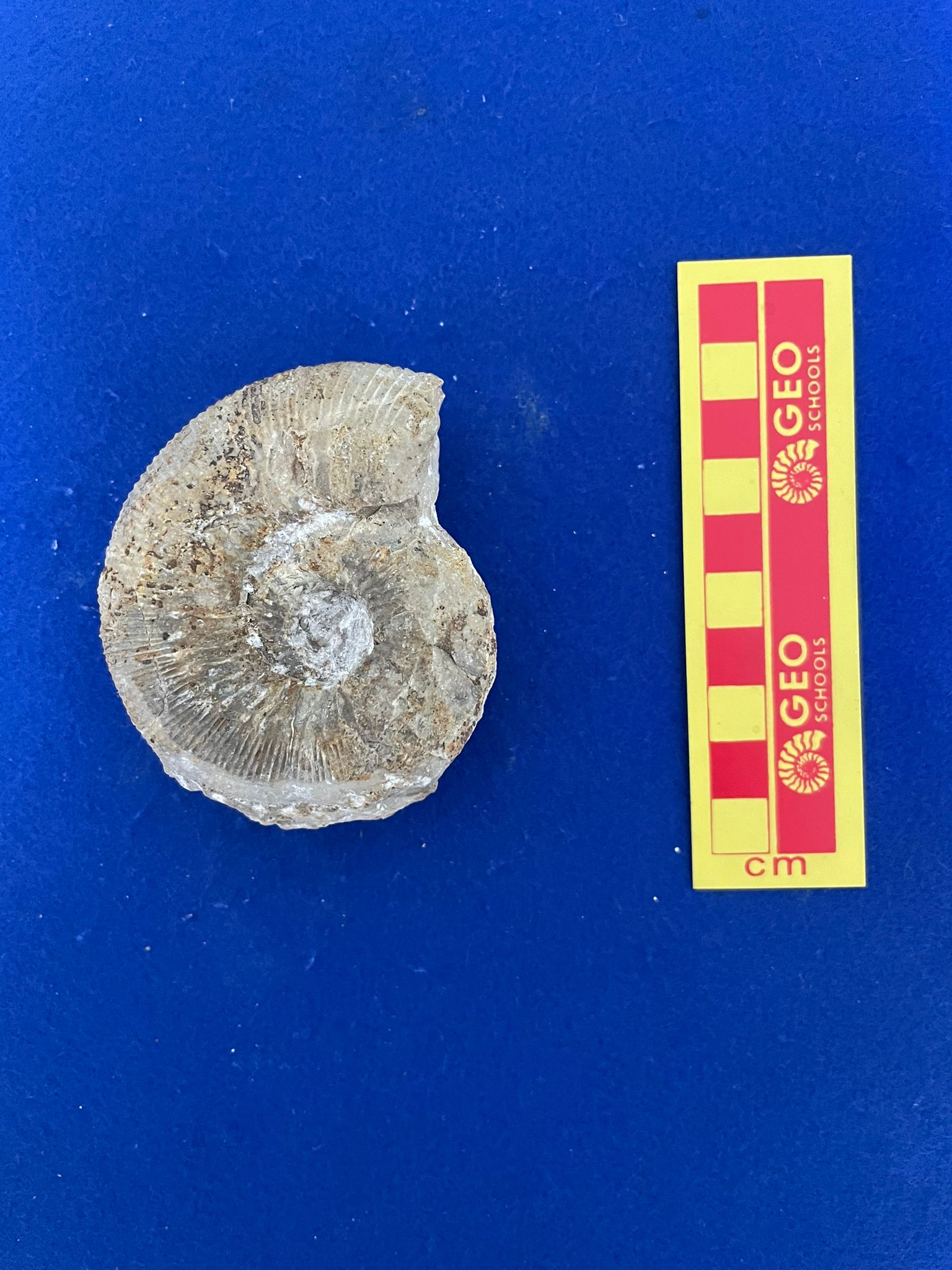 fossile (Ammonoidea, Cadomites daubenyi, esemplare)