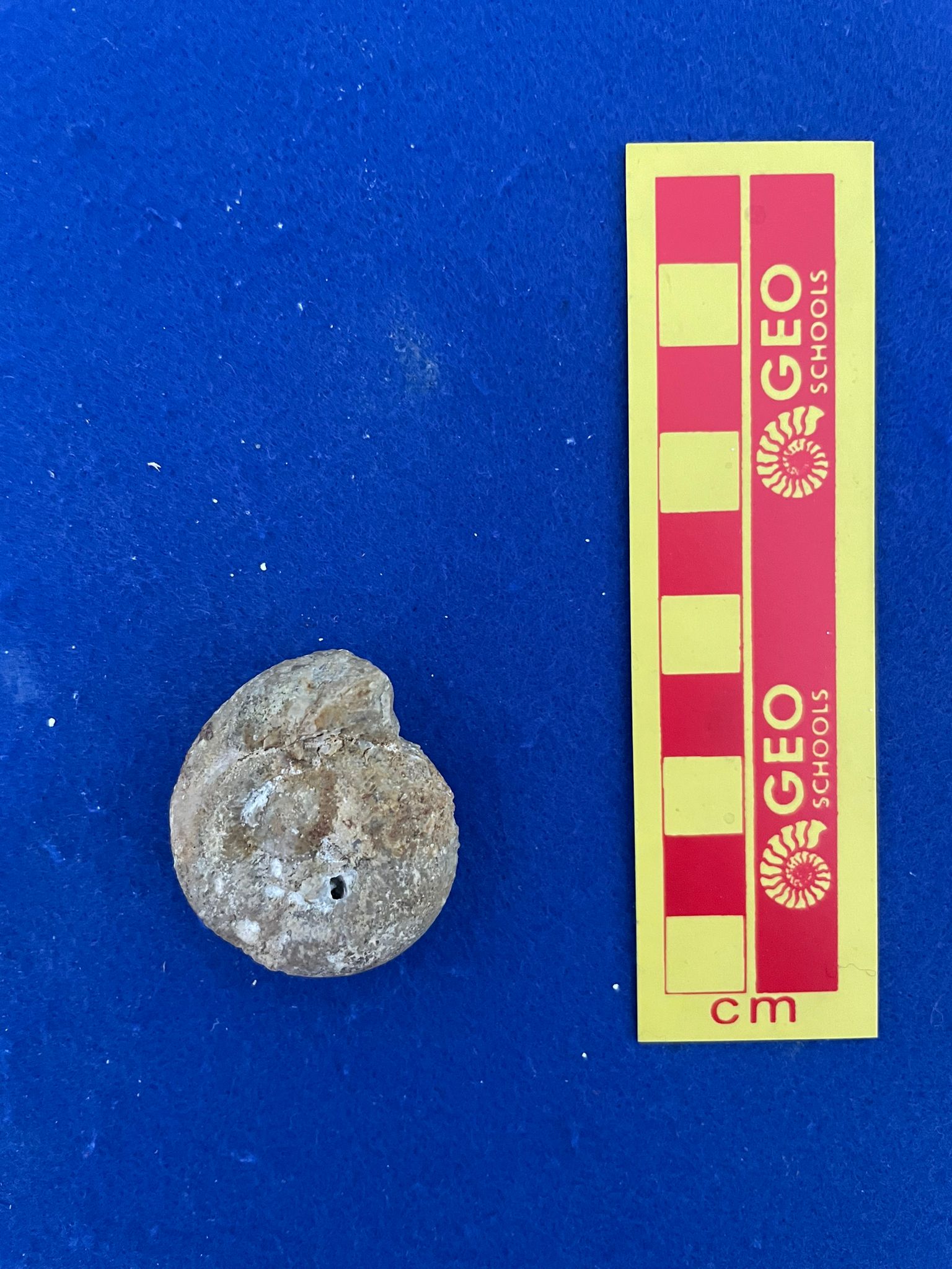 fossile (Ammonoidea, Dimorphinites dimorphus, esemplare)