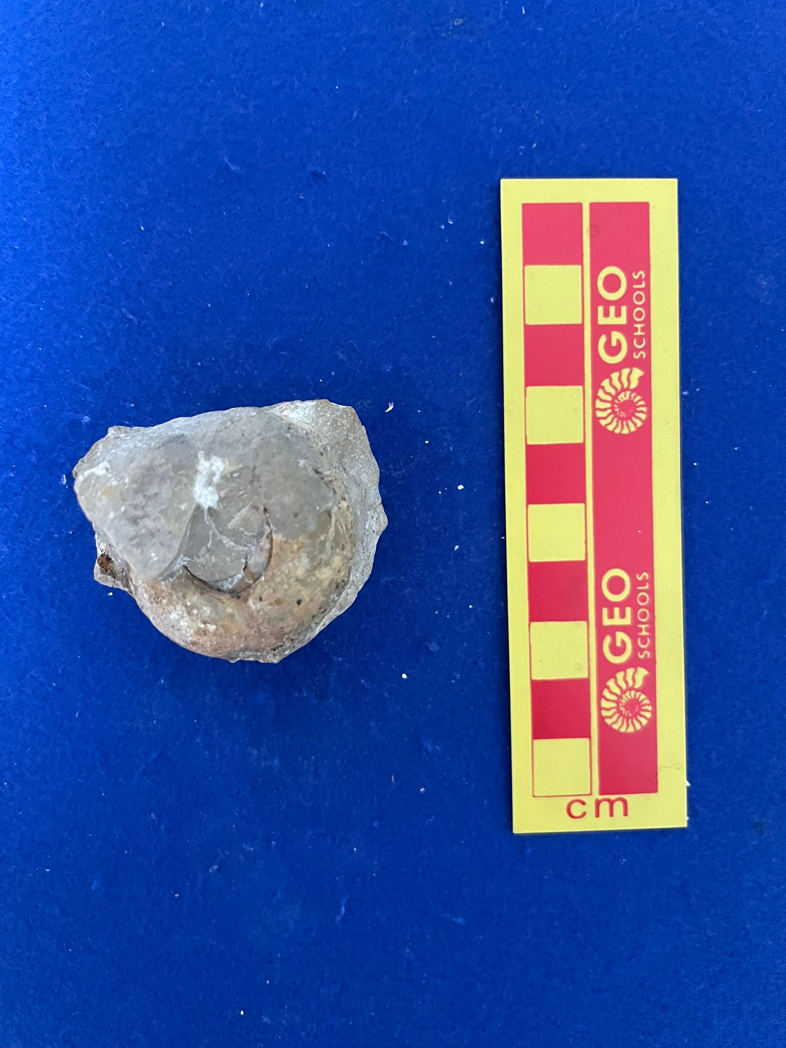 fossile (Ammonoidea, Dimorphinites sp, esemplare)