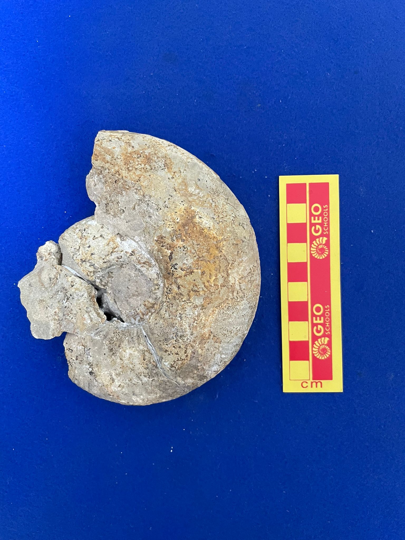 fossile (Ammonoidea, Procerites cf.schloenbachi, esemplare)