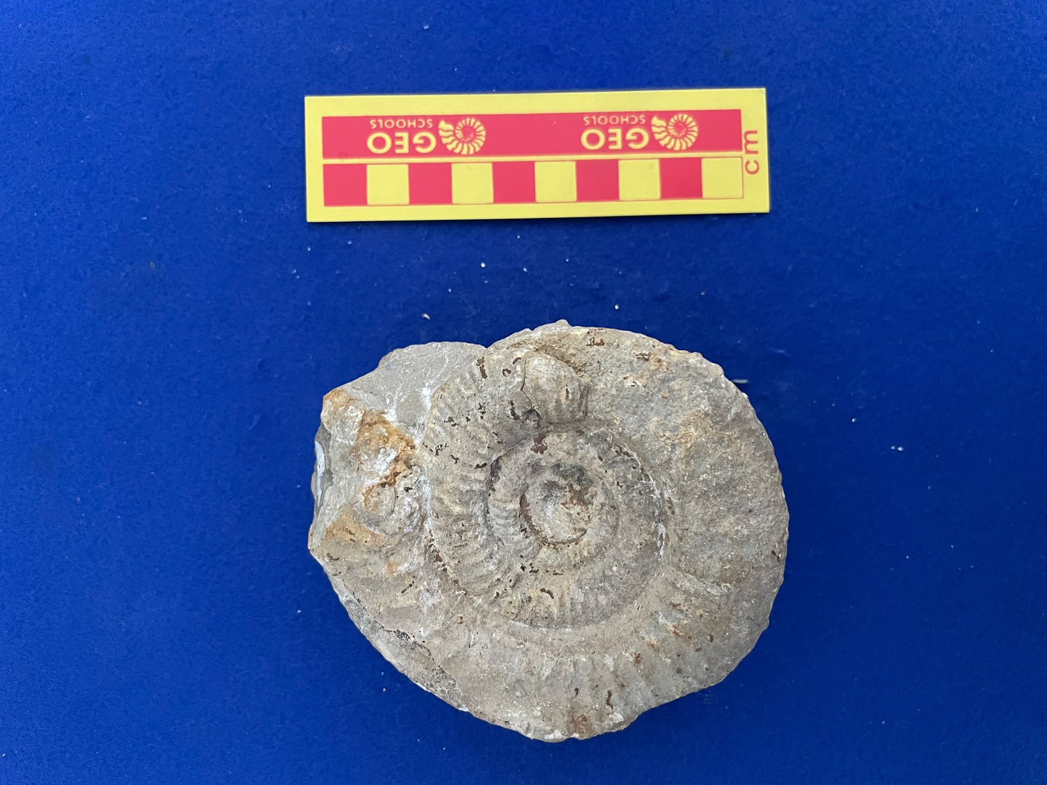 fossile (Ammonoidea, Homeoplanulites (H.) cf.balinensis, esemplare)