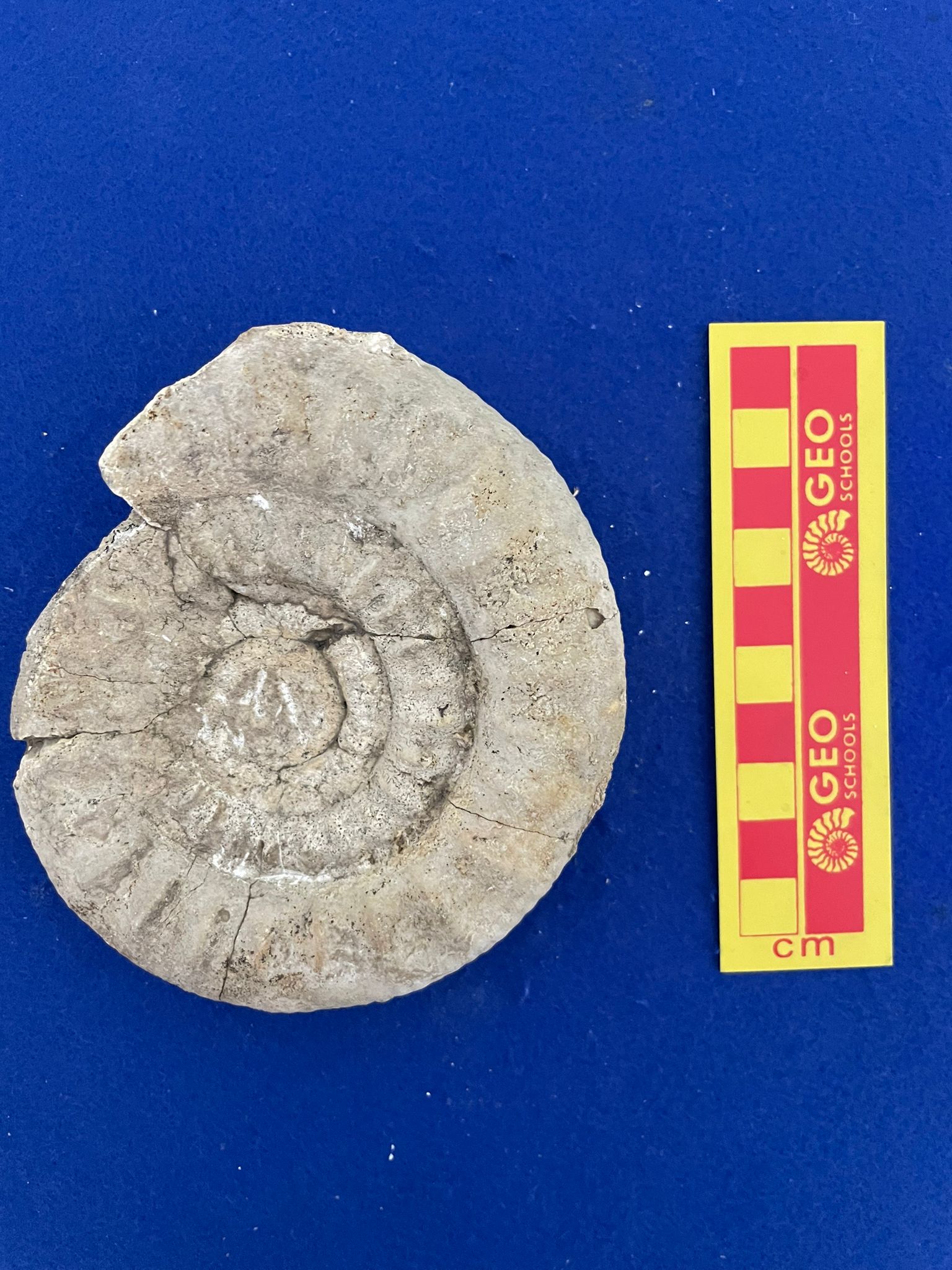 fossile (Ammonoidea, Choffatia aff.recuperoi, esemplare)