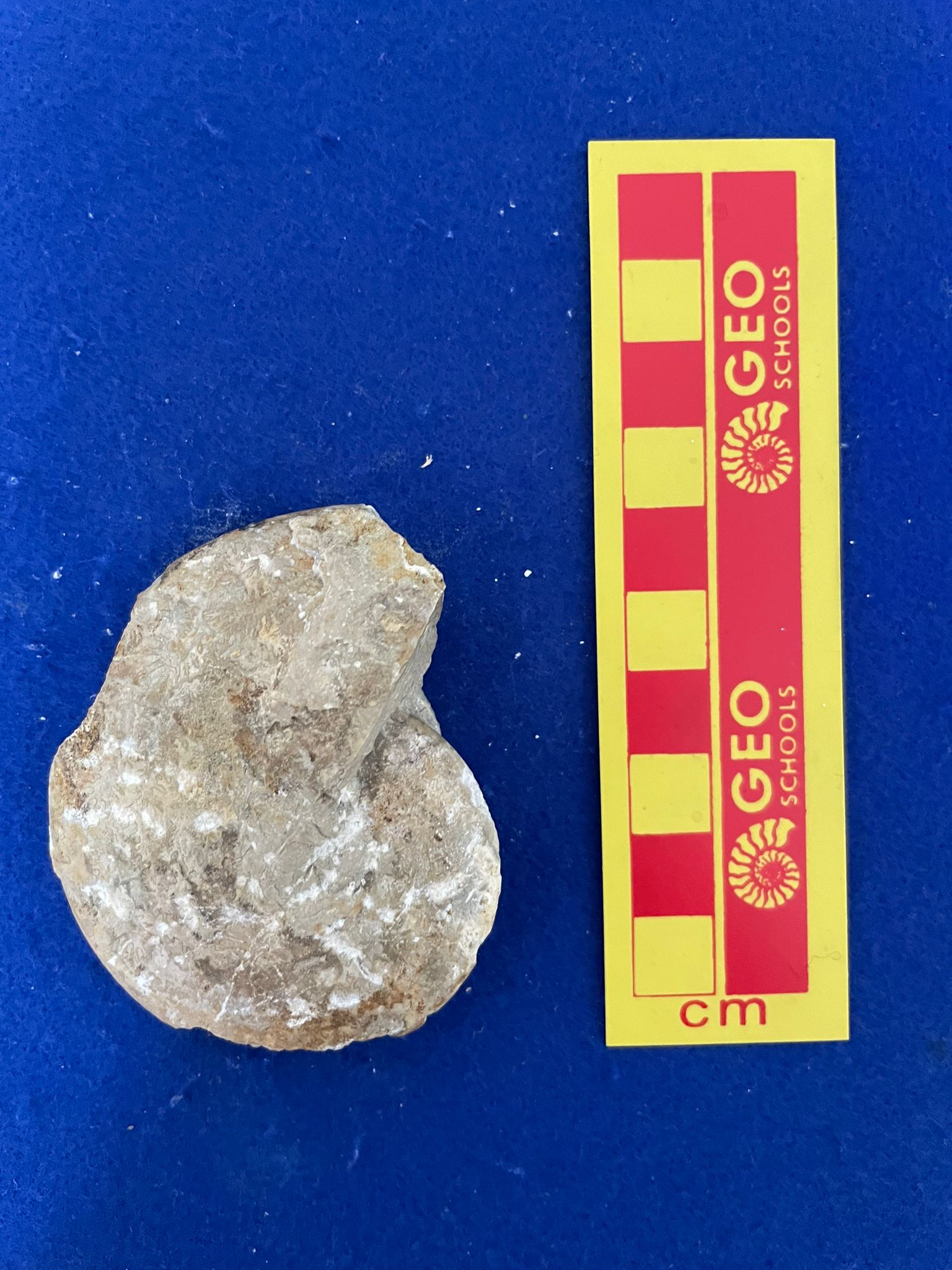 fossile (Ammonoidea, Hecticoceras (Chanasia) sp, esemplare)