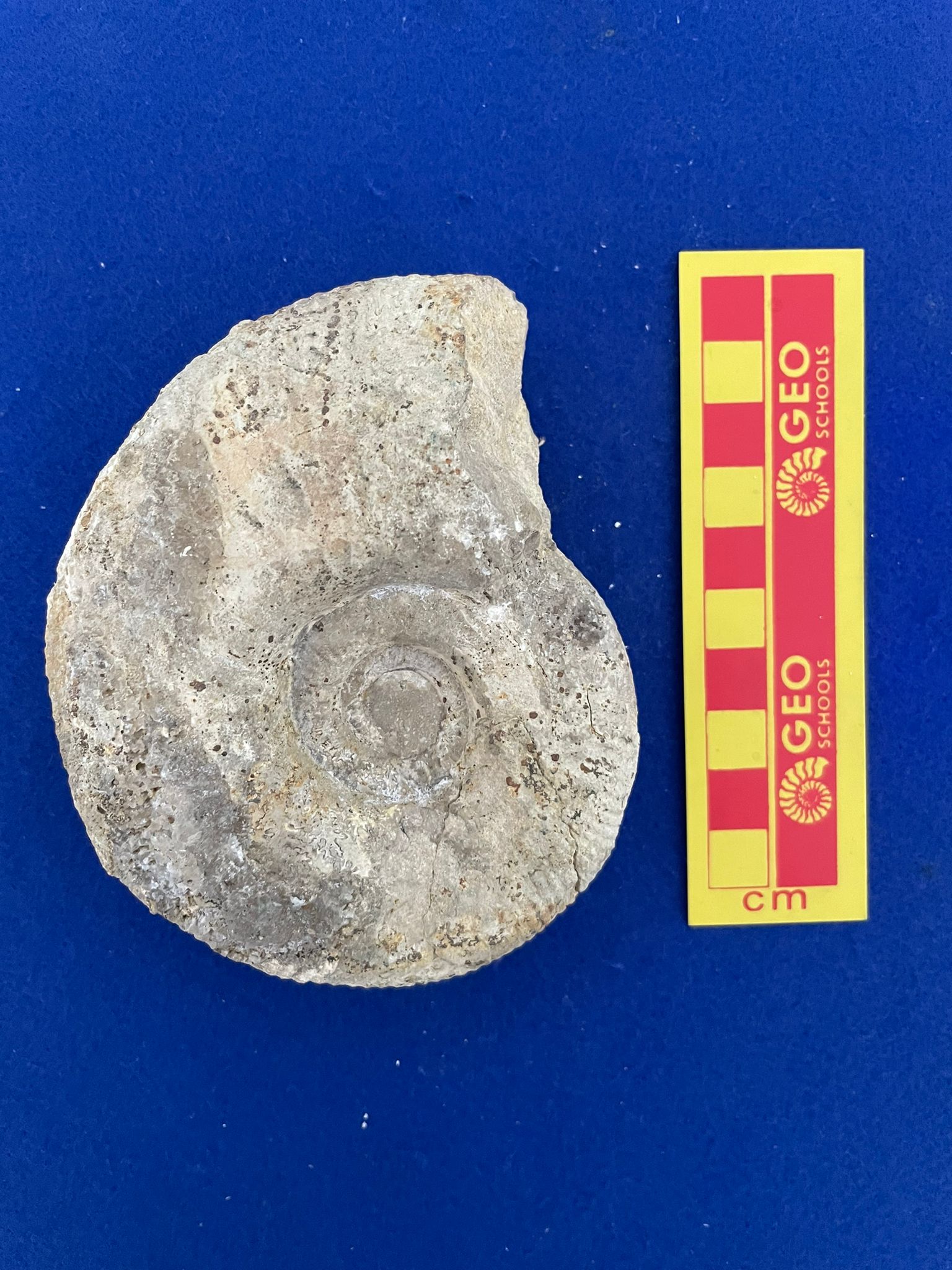 fossile (Ammonoidea, Procerites cf.prognacilis, esemplare)