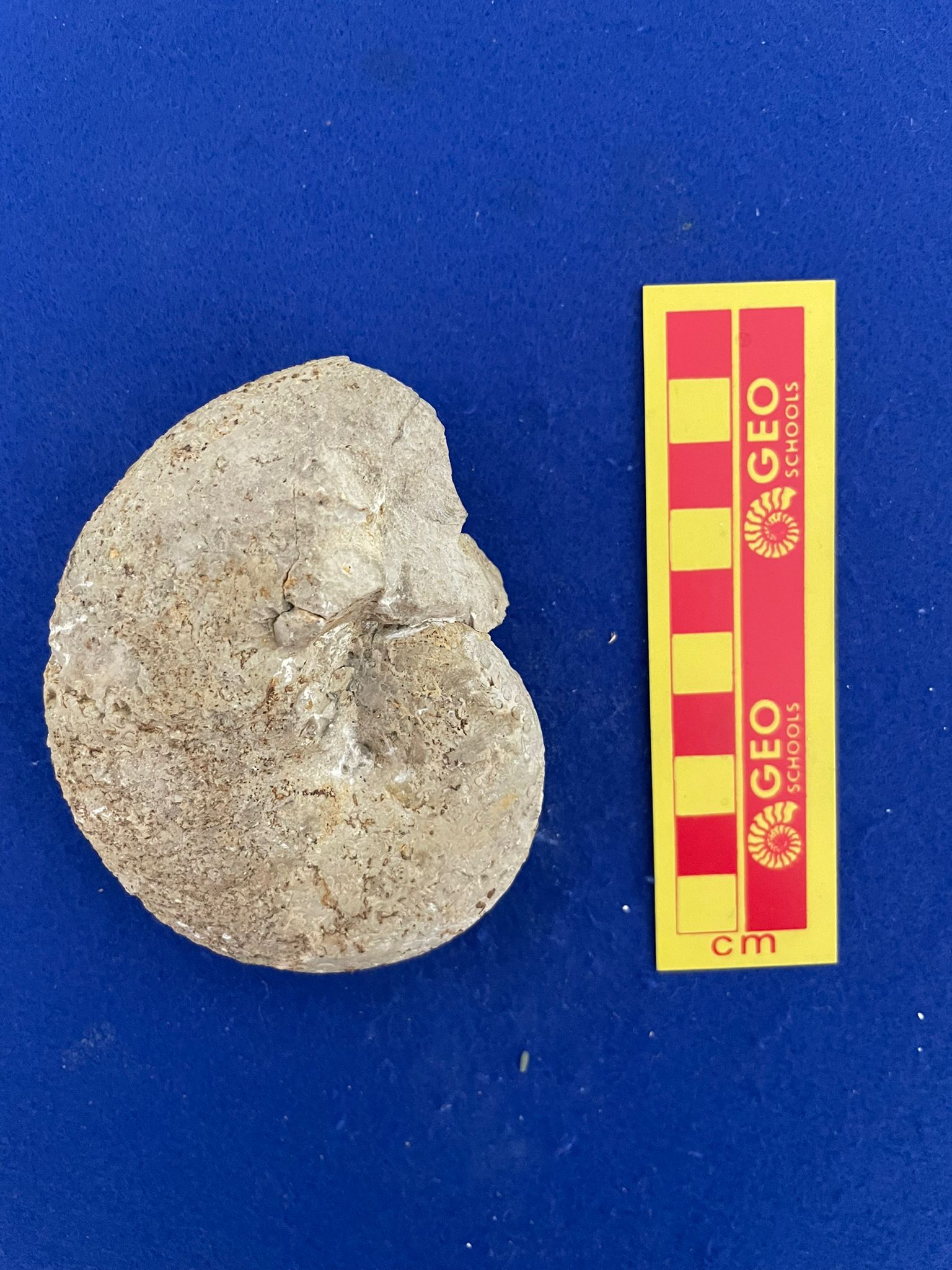 fossile (Ammonoidae, Phylloceras (P.) isomorphum, esemplare)