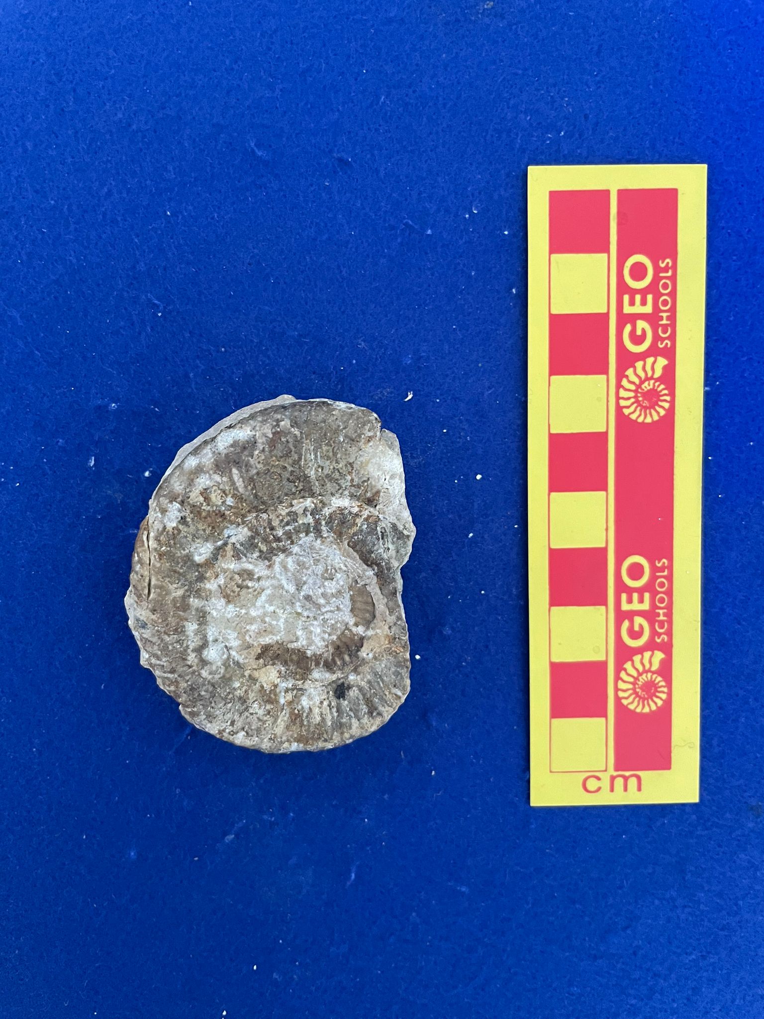 fossile (Ammonoidea, Parkinsonia sp, esemplare)