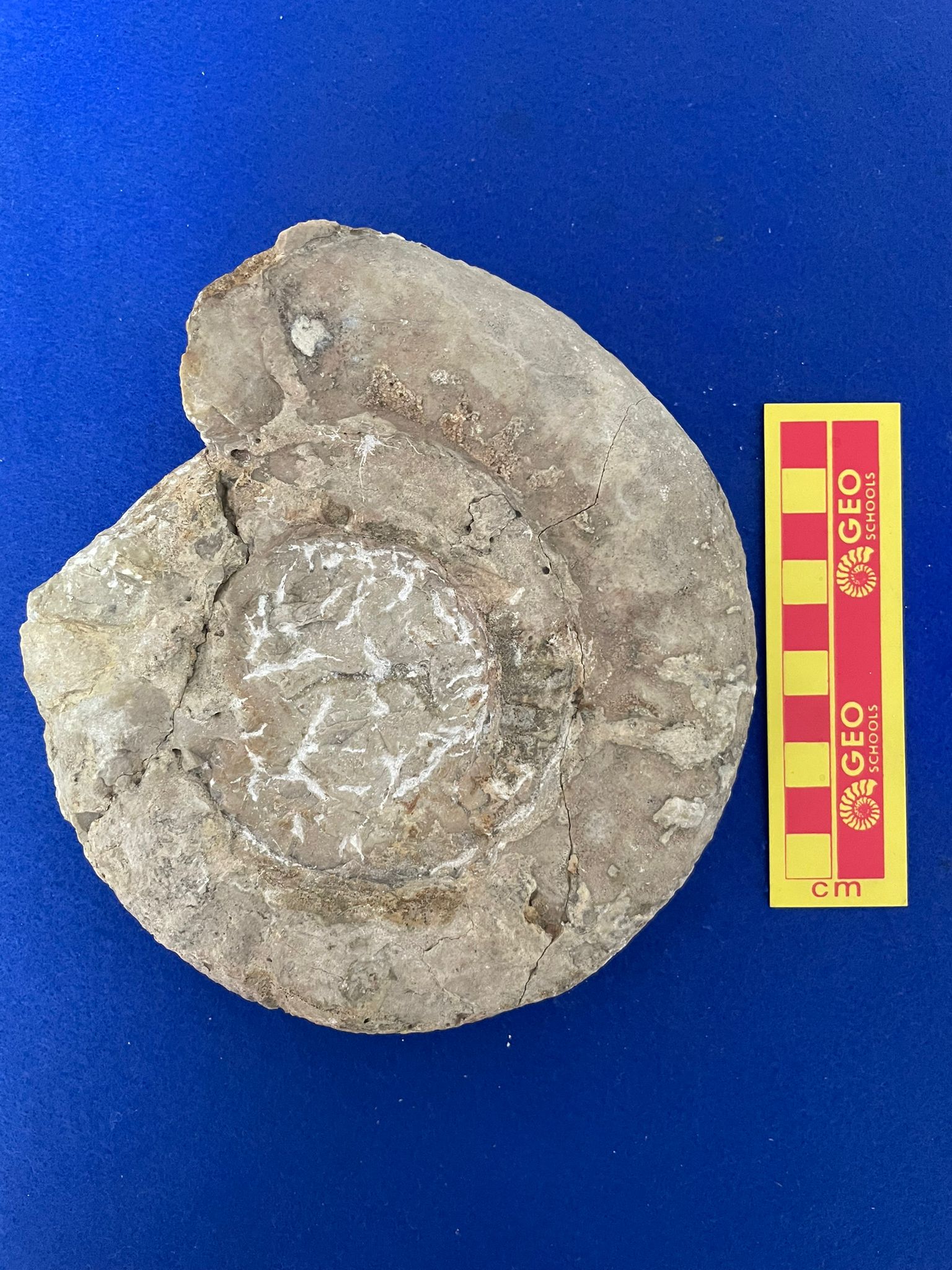 fossile (Ammonoidea, Choffatia (Choffatia) sp, esemplare)