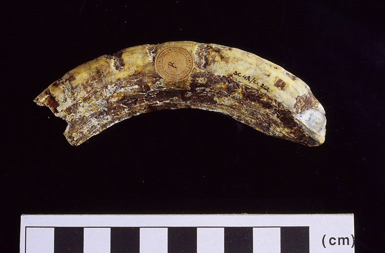 fossile (Ippopotamo, esemplare)