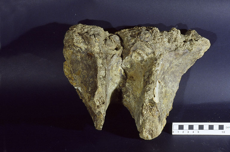 fossile (mandibola di ippopotamo frammento, porzione incisiva, esemplare)