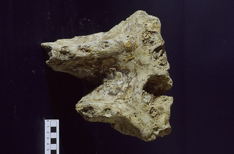 fossile (Hippopotamus, esemplare)