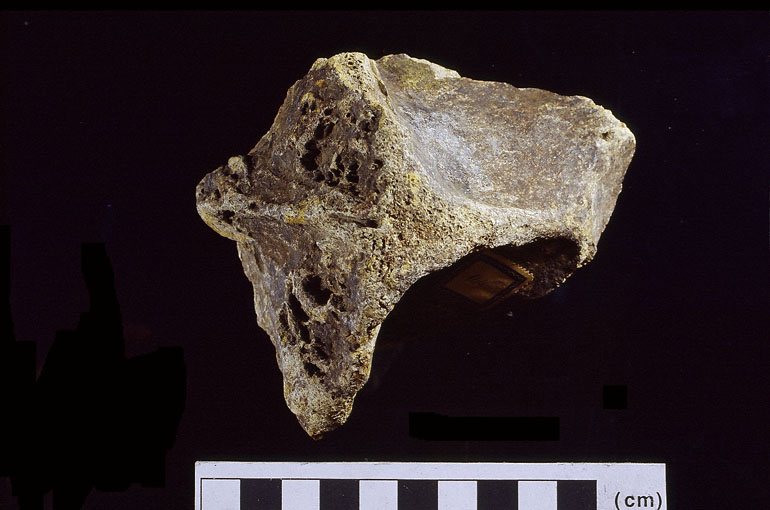 fossile (Frammento di cranio, esemplare)