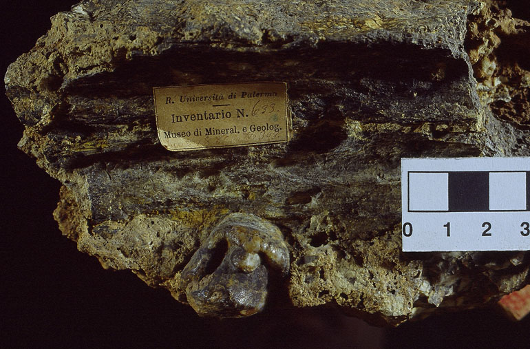 fossile (Frammento porzione palatina, esemplare)